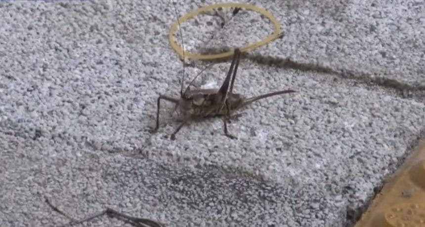 러브버그 가니 '사람 무는' 갈색여치 습격… 기후변화에 도심 뚫렸다